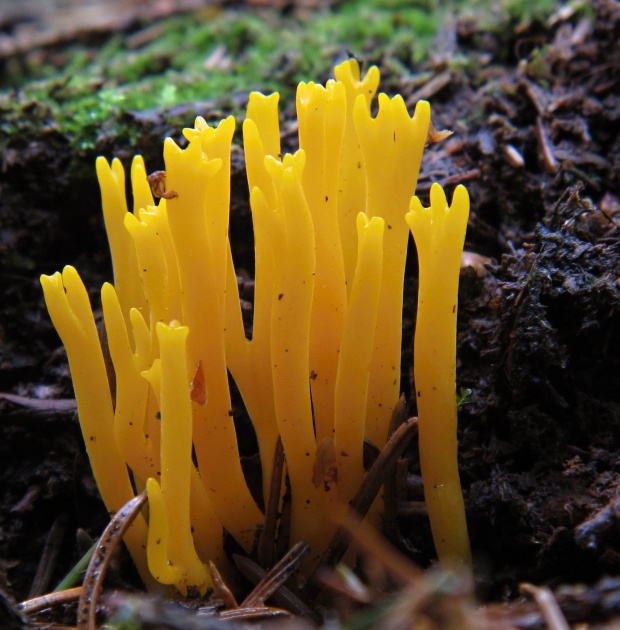 parôžkovec lepkavý Calocera viscosa (Pers.) Fr.