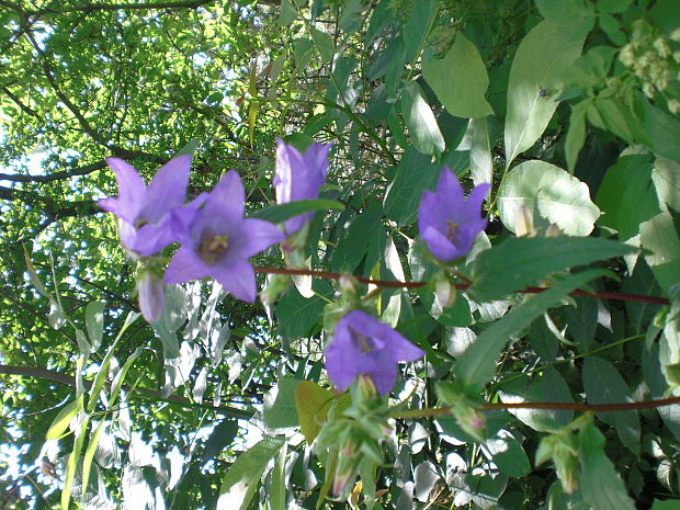 zvonček Campanula sp.