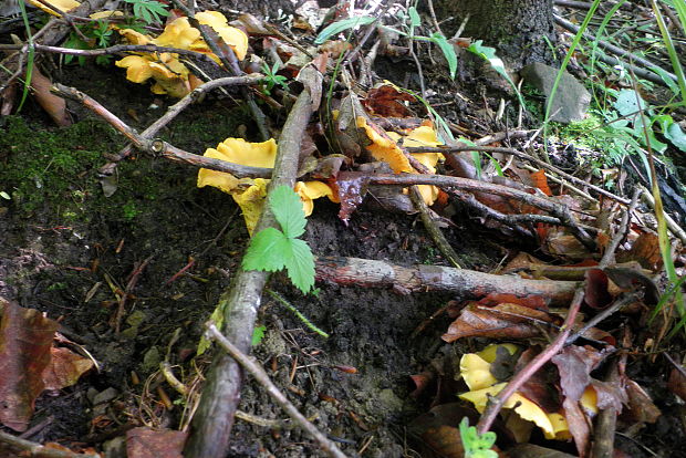 kuriatko jedlé Cantharellus cibarius Fr.