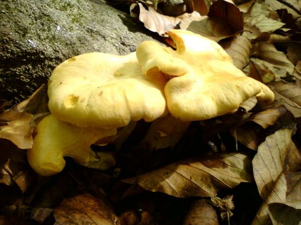 kuriatko Cantharellus sp.