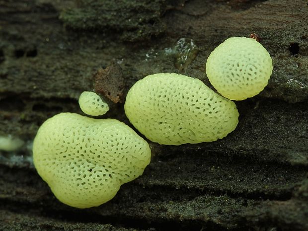 rohačka kríčkovitá v. pórovitá Ceratiomyxa fruticulosa var. porioides