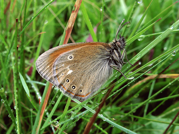 očkáň traslicový Coenonympha glycerion