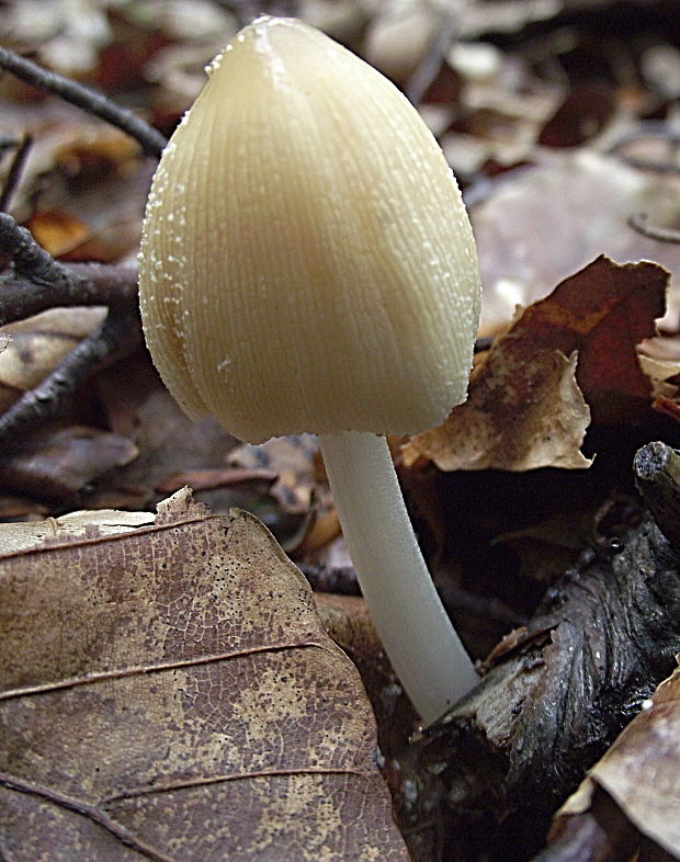 hnojník žltostredový Coprinellus xanthothrix (Romagn.) Vilgalys, Hopple & Jacq. Johnson