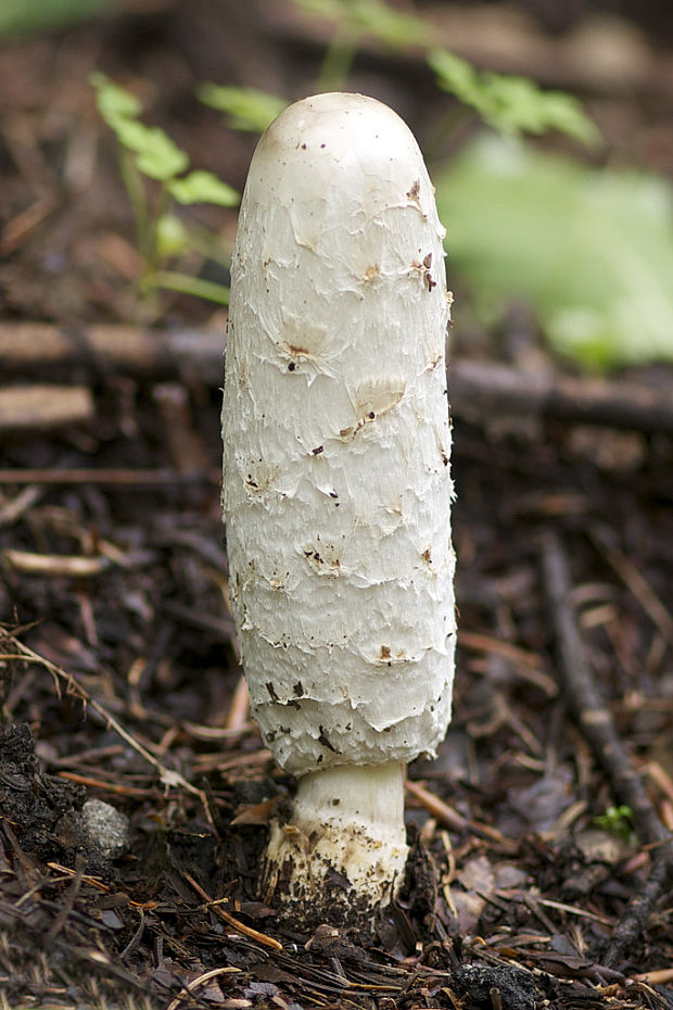 hnojník obyčajný Coprinus comatus (O.F. Müll.) Pers.