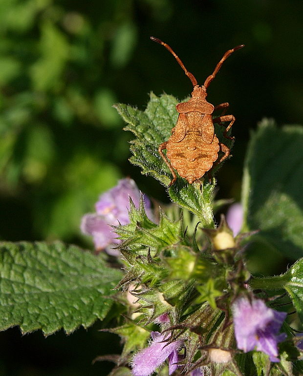 obrubnica štiavová Coreus marginatus