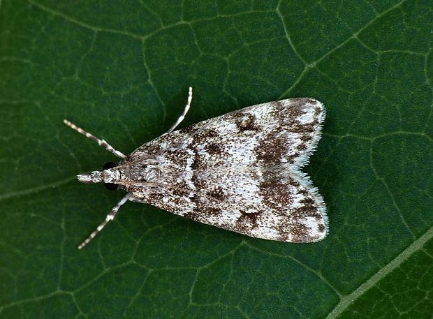 sivenka krovinová Eudonia lacustrata Panzer, 1804