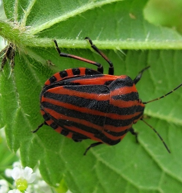 bzdocha pásavá  Graphosoma italicum