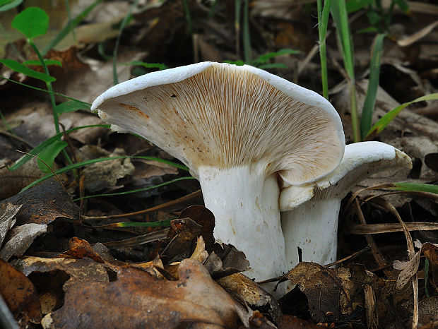 rýdzik korenistý Lactarius piperatus (L.) Pers.