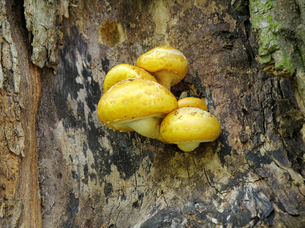 šupinovka slizká Pholiota adiposa (Batsch) P. Kumm.