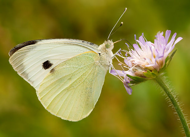 mlynárik kapustový Pieris brassicae