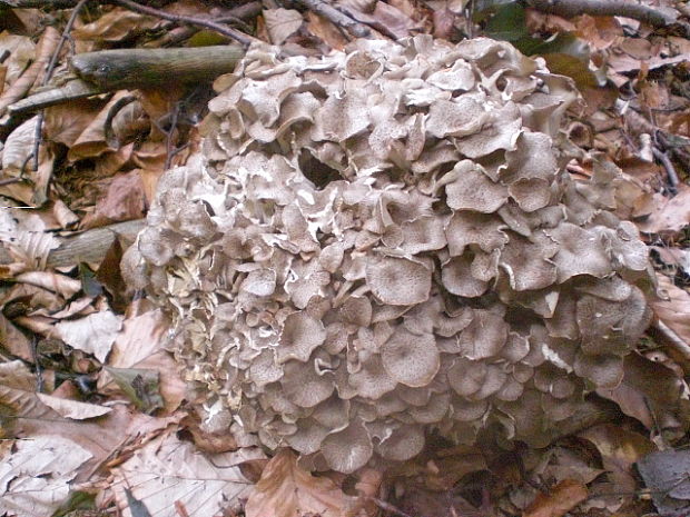 trúdnik klobúčkatý Polyporus umbellatus (Pers.) Fr.