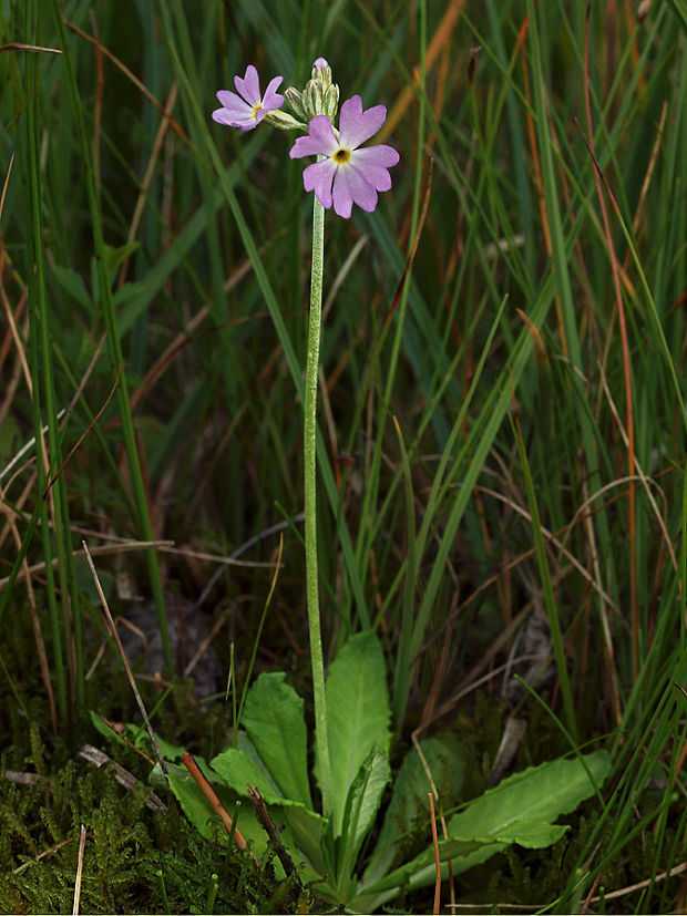 prvosienka pomúčená Primula farinosa L.