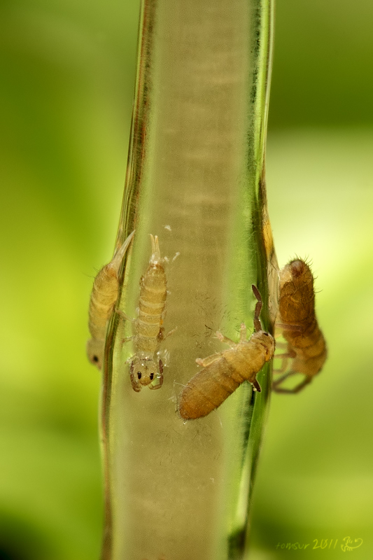 prilbička lepkavá Roridomyces roridus (Fr.) Rexer