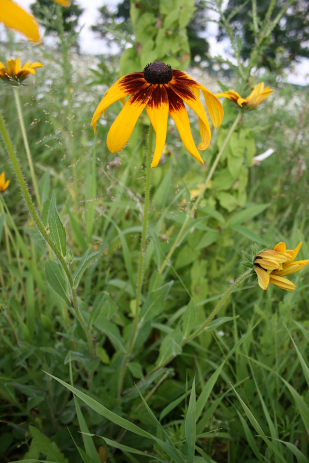 třapatka srstnatá Rudbeckia hirta L.