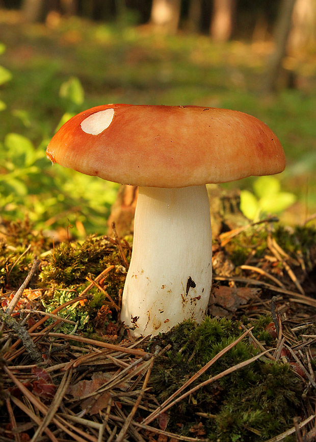 plávka jahodovočervená Russula paludosa Britzelm.