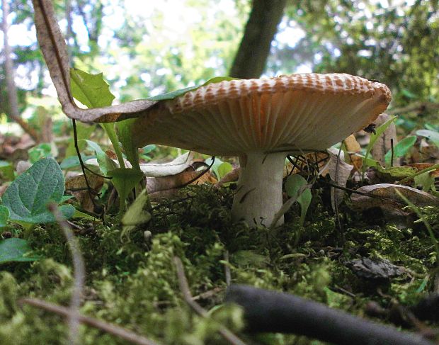 plávka Russula sp.