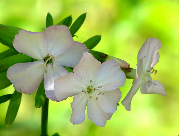 mydlica lekárska Saponaria officinalis L.