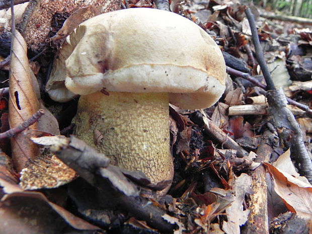 podhríb žlčový Tylopilus felleus (Bull.) P. Karst.