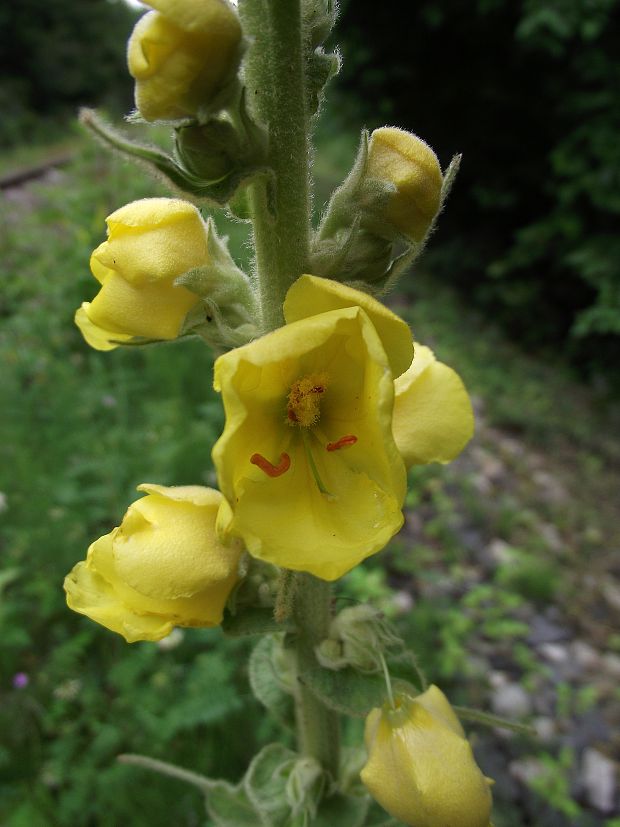 divozel veľkokvetý Verbascum densiflorum Bertol.