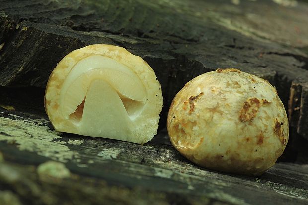 pošvovec stromový Volvariella bombycina (Schaeff.) Singer