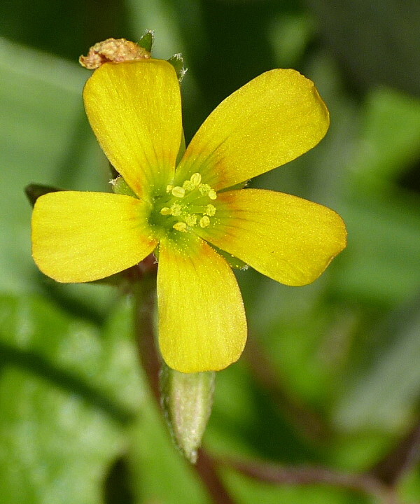 kysličkovec  Xanthoxalis sp.