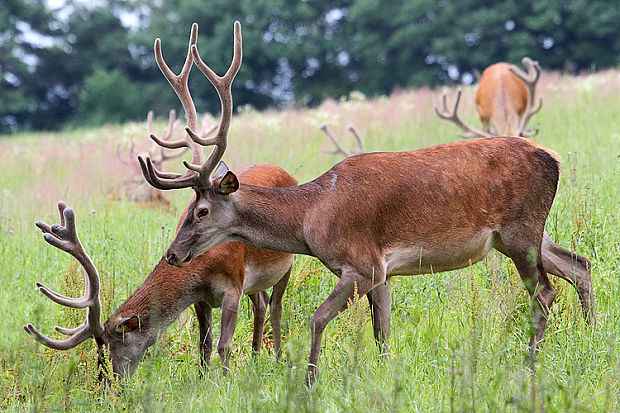 jeleň lesný cervus elaphus