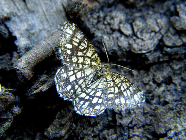 listnatka ďatelinová  Chiasmia clathrata, Linnaeus,1758