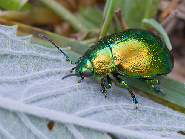 liskavka mätová  Chrysolina herbacea