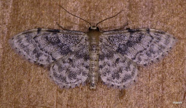 piadica pestrá (sk) / žlutokřídlec senomilný (cz) Idaea inquinata Scopoli, 1763