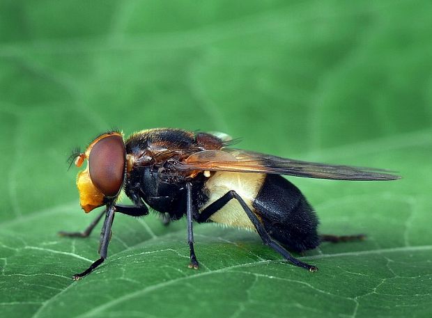 pestrica priesvitná Volucella pellucens Linnaeus, 1758