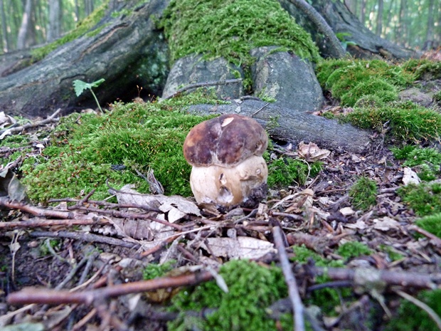 hríb bronzový Boletus aereus Bull. ex Fr.