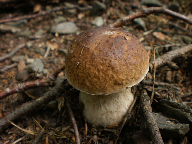 hríb smrekový Boletus edulis Bull.