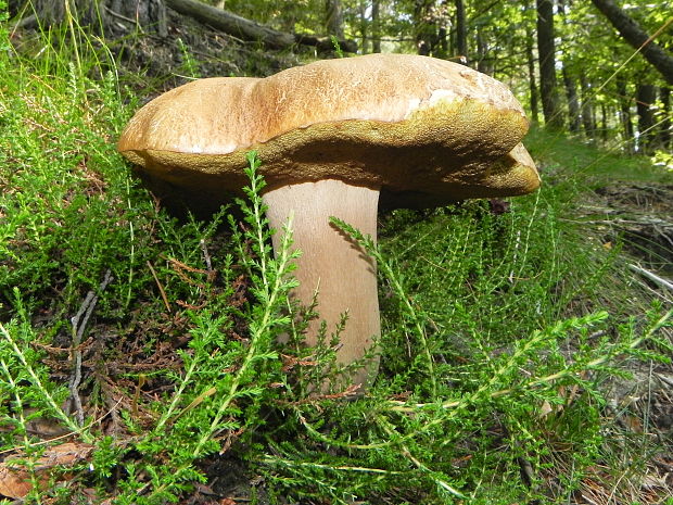 hríb dubový Boletus reticulatus Schaeff.