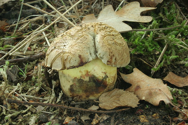 hríb striebristý Butyriboletus fechtneri (Velen.) D. Arora & J.L. Frank