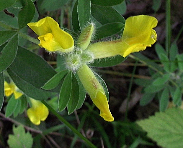 zanoväť trojkvetá Chamaecytisus hirsutus (L.) Link