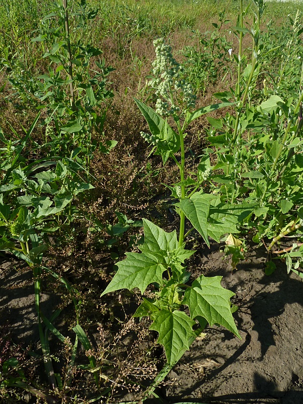 mrlík hybridný Chenopodium hybridum L.