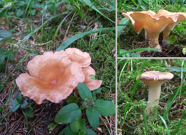 strmuľka rebernatá Clitocybe costata