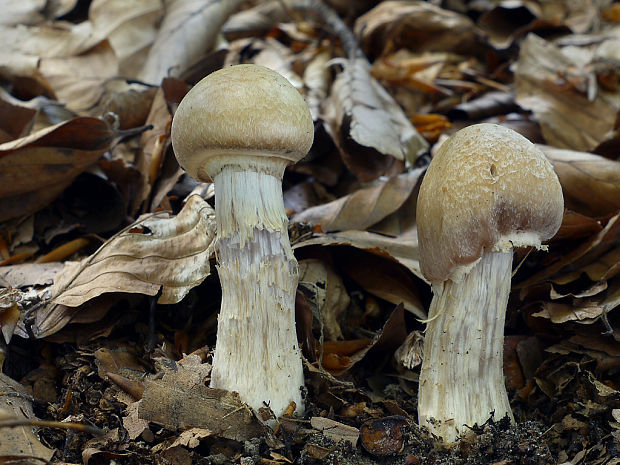 pavučinovec inovaťový Cortinarius caperatus (Pers.) Fr.