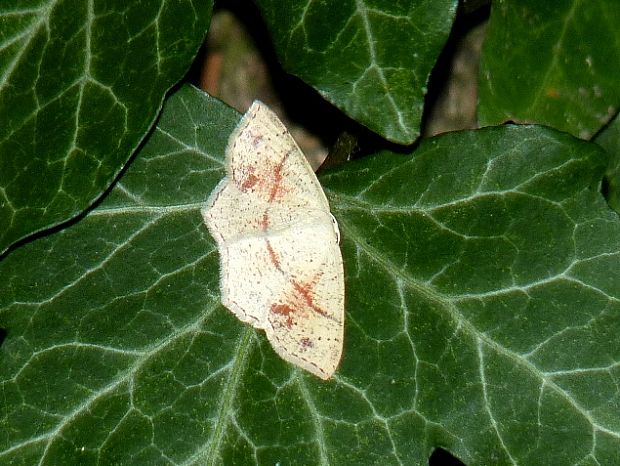 piadica dubová Cyclophora punctaria Linnaeus,1758