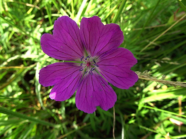 pakost krvavý Geranium sanguineum L.