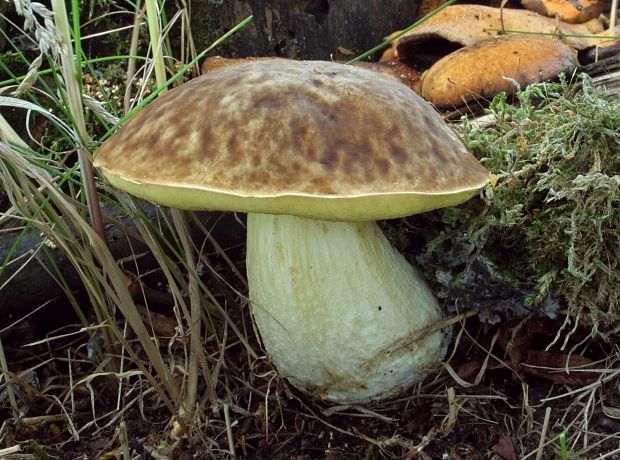 hríb jamkatý Hemileccinum depilatum (Redeuilh) Šutara