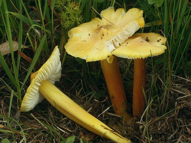 lúčnica sírovožltá Hygrocybe citrinovirens (J.E. Lange) Jul. Schäff.