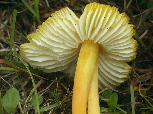 lúčnica sírovožltá Hygrocybe citrinovirens (J.E. Lange) Jul. Schäff.