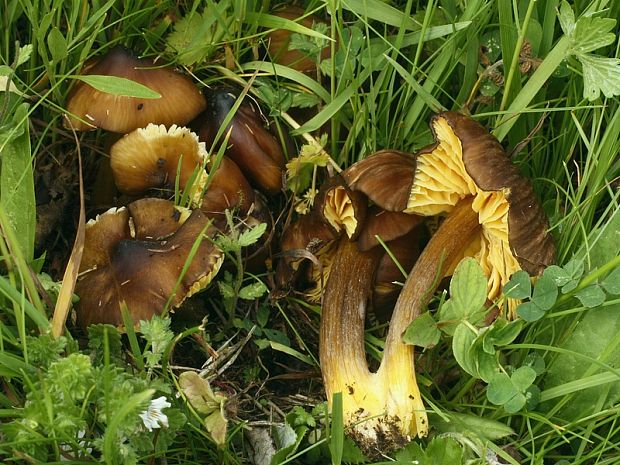 lúčnica hnedožltá Hygrocybe spadicea P. Karst.