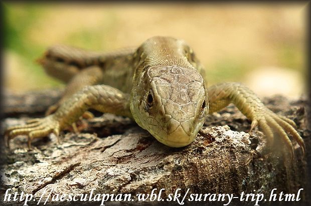 jašterica krátkohlavá Lacerta agilis