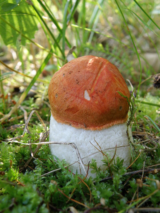 kozák osikový Leccinum albostipitatum den Bakker & Noordel.