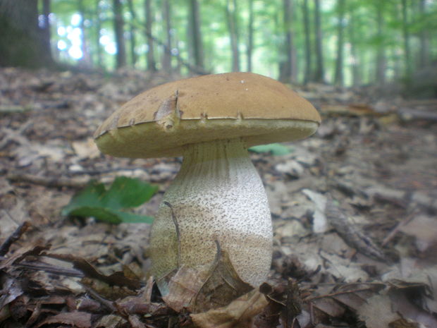 kozák hrabový Leccinum pseudoscabrum (Kallenb.) Šutara