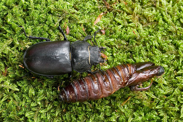 roháč veľký Lucanus cervus