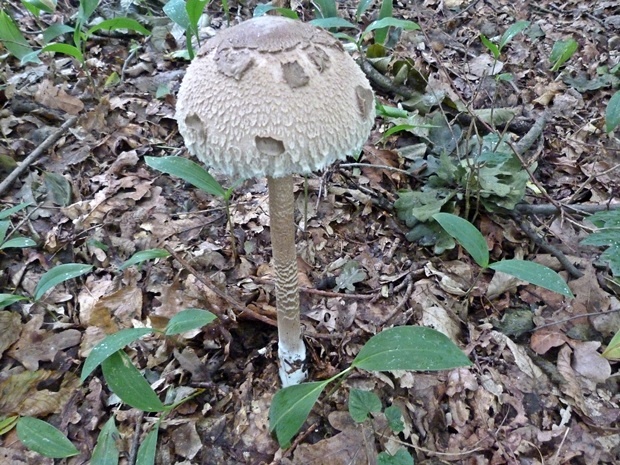 bedľa vysoká  Macrolepiota procera var. pseudo-olivascens  Bellù & Lanzoni