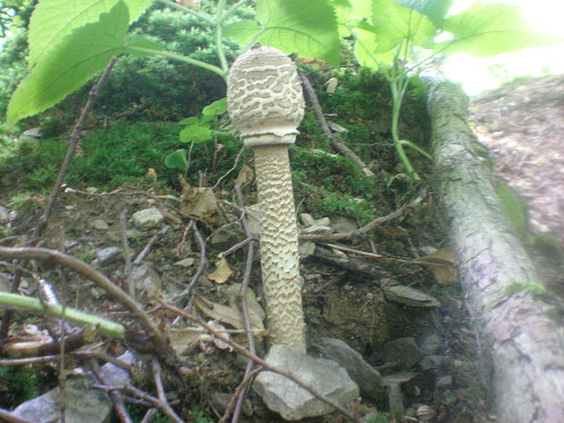 bedľa vysoká Macrolepiota procera (Scop.) Singer